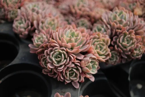 Echeveria Hoveyi Variegated - Live Succulent