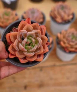 Echeveria Purple Champagne - Live Succulent