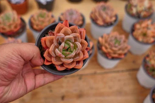 Echeveria Purple Champagne - Live Succulent