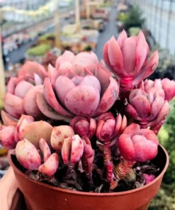 Echeveria 'Suyon', Rare Live Succulent