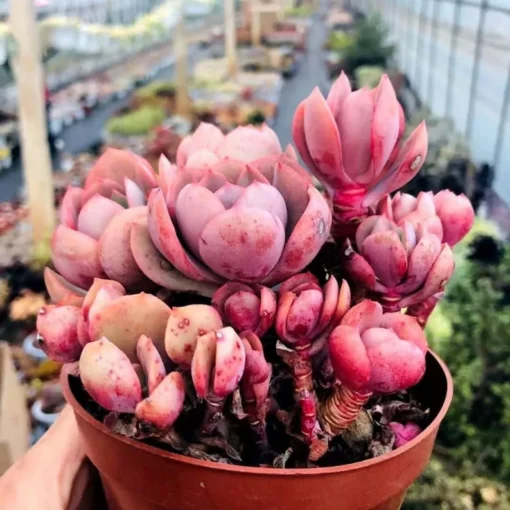 Echeveria 'Suyon', Rare Live Succulent