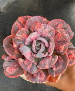 Echeveria 'rain drops' variegated , Rare Live Succulent