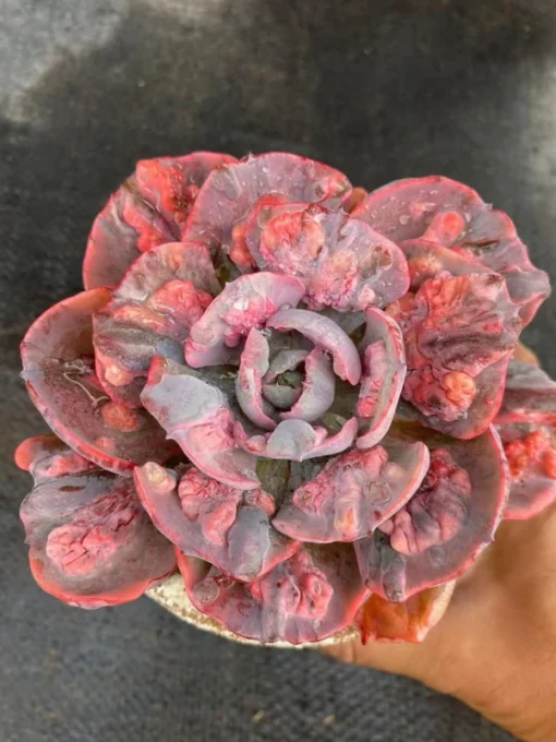 Echeveria 'rain drops' variegated , Rare Live Succulent