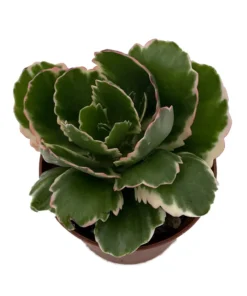 Fire Rainbow Kalanchoe Succulent - Variegated Foliage - 2.5 Inch Pot - Indoor House Plant