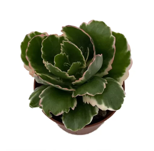 Fire Rainbow Kalanchoe Succulent - Variegated Foliage - 2.5 Inch Pot - Indoor House Plant