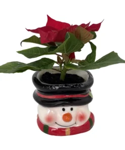 Jolly Snowman Ceramic Planter - Live Poinsettia Plant - Holiday Gift - 3x3" Pot