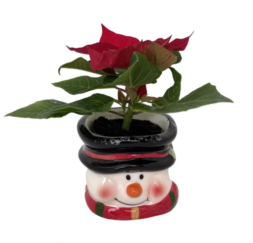 Jolly Snowman Ceramic Planter - Live Poinsettia Plant - Holiday Gift - 3x3" Pot