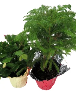 Norfolk Island Pine & Christmas Cactus Duo – 4" Pots – Holiday Gift Plants