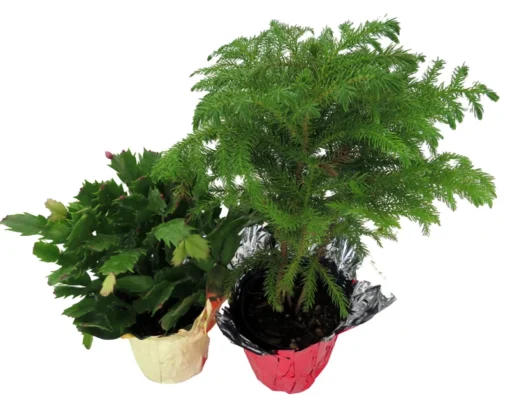 Norfolk Island Pine & Christmas Cactus Duo – 4" Pots – Holiday Gift Plants