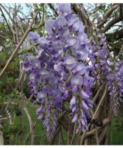 1 9-11 in Chinese Wisteria Vine 2.5 inch Pot