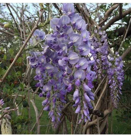 1 9-11 in Chinese Wisteria Vine 2.5 inch Pot