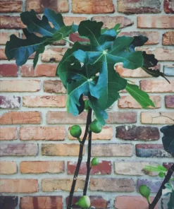 1 Brown Turkey Fig Tree in a 2.5 inch pot