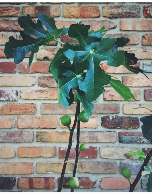 1 Brown Turkey Fig Tree in a 2.5 inch pot