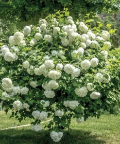 1 Japanese Snowball (Viburnum plicatum) in a 2.5 inch container