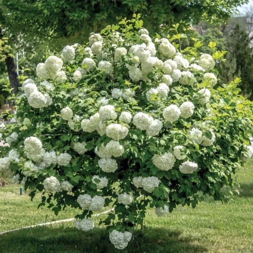 1 Japanese Snowball (Viburnum plicatum) in a 2.5 inch container