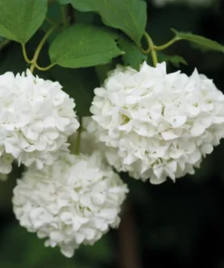 1 Japanese Snowball (Viburnum plicatum) in a 2.5 inch container