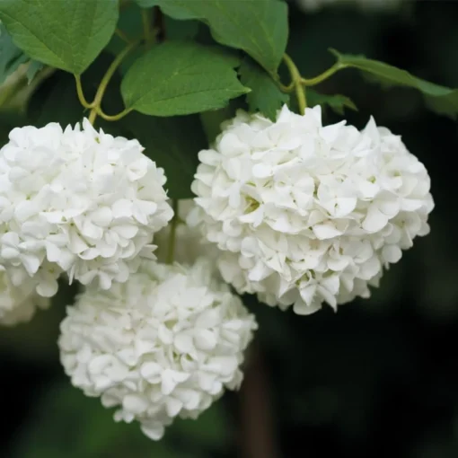 1 Japanese Snowball (Viburnum plicatum) in a 2.5 inch container