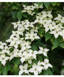 1 Kousa Dogwood Tree in a Quart Container(1-2ft)