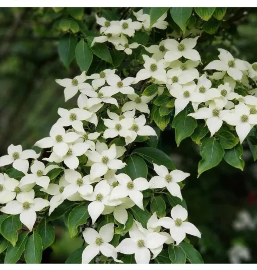 1 Kousa Dogwood Tree in a Quart Container(1-2ft)