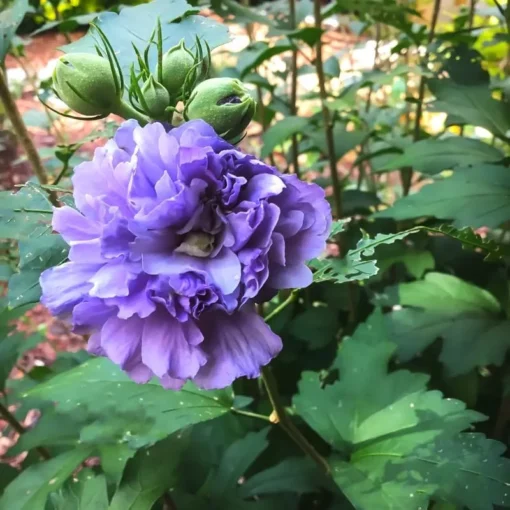 1 Purple Althea in a Quart Container(12-18in)