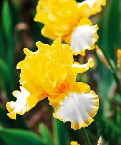 10 Beauty Becomes Her Iris Seeds Garden Plants Easy To Grow