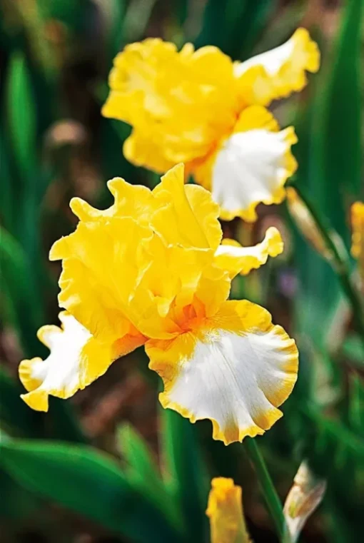 10 Beauty Becomes Her Iris Seeds Garden Plants Easy To Grow