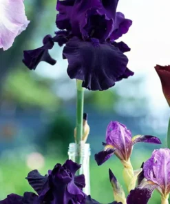 10 Perfect Pitch' Iris Seeds Garden Plants Easy To Grow