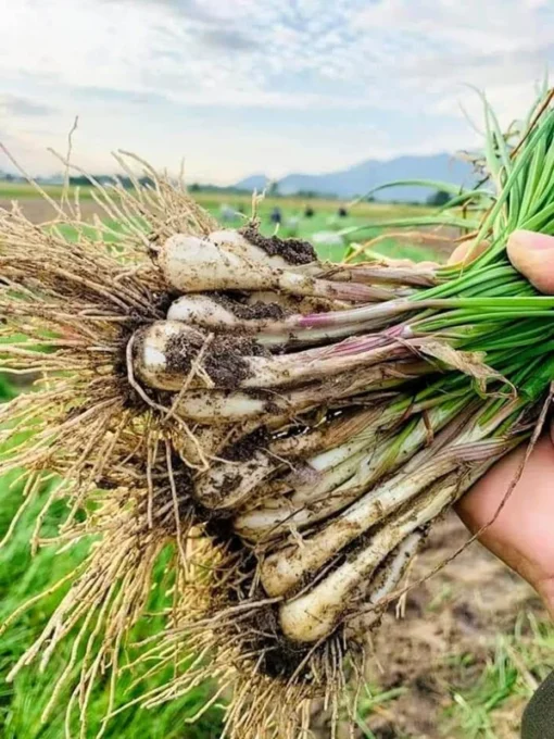 10 Roots Allium chinense Rakkyo - Chinese Onion Plant for Pickling and Culinary Use