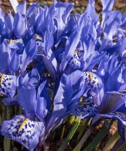 10 Water Iris Aka Blue Flag Seeds Garden Plants Easy To Grow