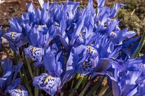 10 Water Iris Aka Blue Flag Seeds Garden Plants Easy To Grow