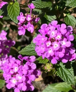 2 Beautiful Purple Trailing Lantana Plants, Vibrant Flowering Plants for Garden, Full Sun, Easy Care