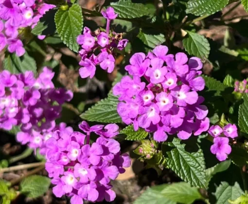 2 Beautiful Purple Trailing Lantana Plants, Vibrant Flowering Plants for Garden, Full Sun, Easy Care