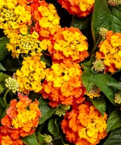 2 Lantana Bright Orange Plants - 1 Pot - 4-Inch Container for Gardens