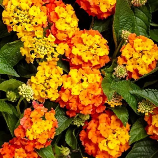 2 Lantana Bright Orange Plants - 1 Pot - 4-Inch Container for Gardens