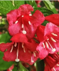 2 Red Weigela Shrubs Bare Root 12-18 Inches – Hardy Flowering Shrubs