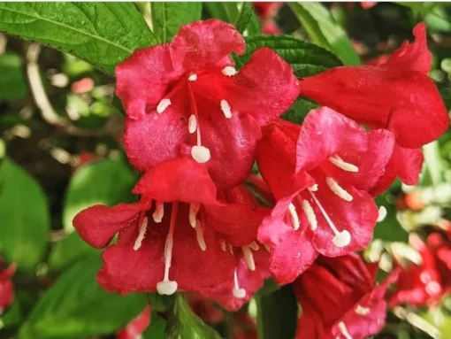 2 Red Weigela Shrubs Bare Root 12-18 Inches – Hardy Flowering Shrubs