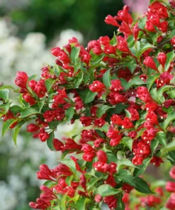 2 Red Weigela Shrubs Bare Root 12-18 Inches – Hardy Flowering Shrubs