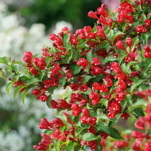 2 Red Weigela Shrubs Bare Root 12-18 Inches – Hardy Flowering Shrubs