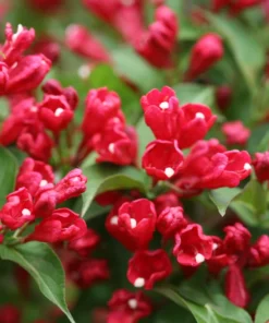 2 Red Weigela Shrubs Bare Root 12-18 Inches – Hardy Flowering Shrubs