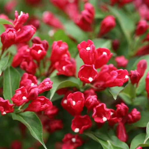 2 Red Weigela Shrubs Bare Root 12-18 Inches – Hardy Flowering Shrubs