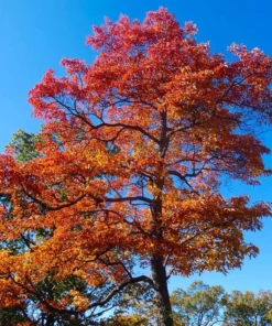 2 Sassafras Bare Root Trees 12-18 Inches – Vibrant Fall Foliage