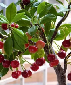 20 Bonsai Dwarf Cherry Tree Seeds Indoor Or Outdoor Fruit Tree