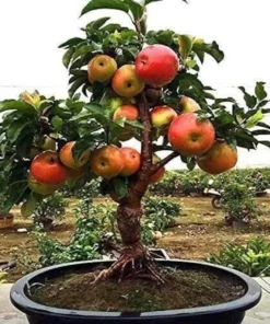 20 Dwarf Bonsai Apple Seeds Mini Fruit Planter Tree