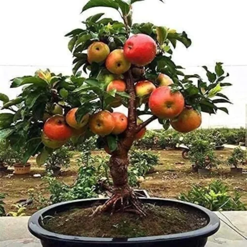 20 Dwarf Bonsai Apple Seeds Mini Fruit Planter Tree