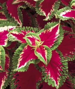 20 Pink white Green Coleus Seeds To Planting Indoor Tropical Houseplant - Outdoor Annual Flower