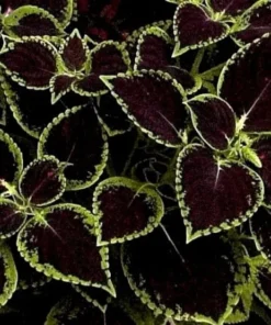 20 Purple Green Coleus Seeds To Planting Indoor Tropical Houseplant - Outdoor Annual Flower