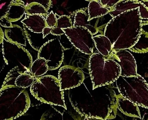 20 Purple Green Coleus Seeds To Planting Indoor Tropical Houseplant - Outdoor Annual Flower