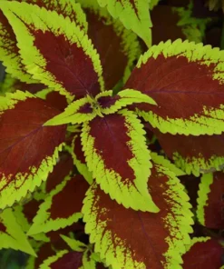 20 Red Green Coleus Seeds Diy