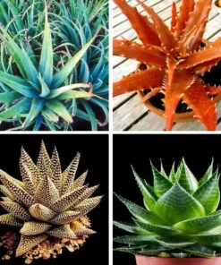 20 Seeds Aloe Vera Seeds Cosmetic Bonsai Plants Mix Seeds