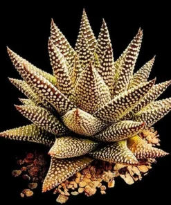 20 Seeds Aloe Vera Seeds Cosmetic Bonsai Plants Seeds